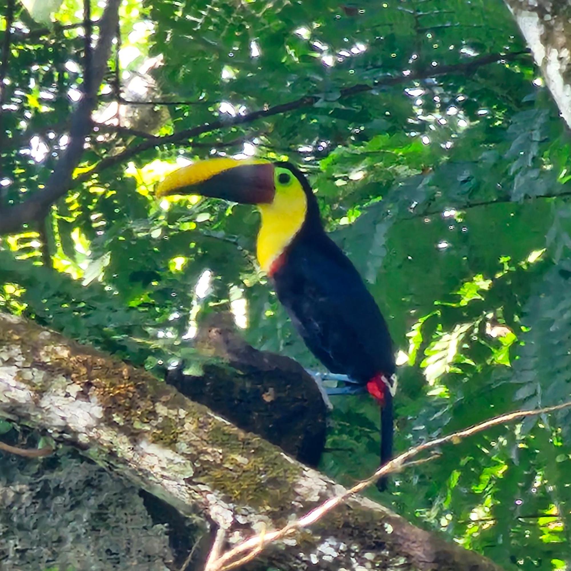 La Rana De Cahuita Villa Dış mekan fotoğraf